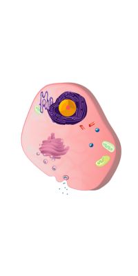 Animal Cell Diagram