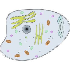 Animal Cell Model