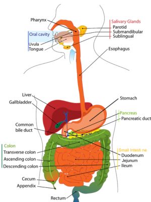 Digestive system