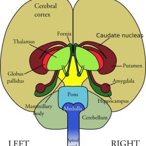 Physiologic uptake meaning