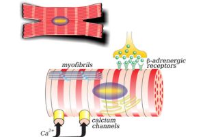 Animal Cell Model