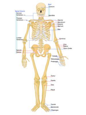 physiologic uptake meaning